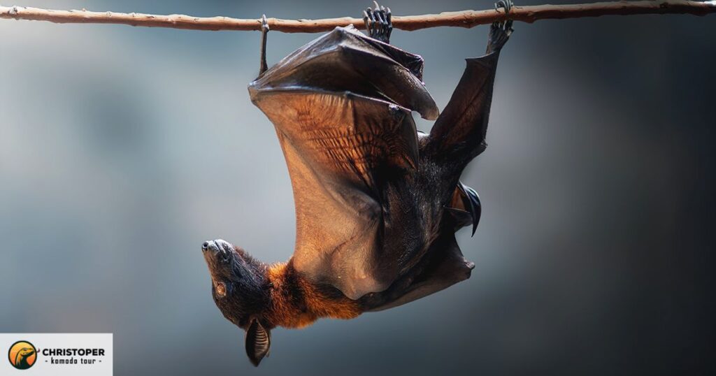 Flying fox
