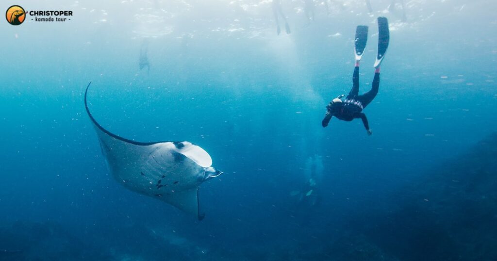 Manta Point